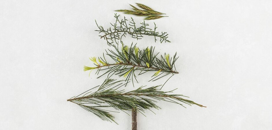 oferta_pinheiros_natal_1