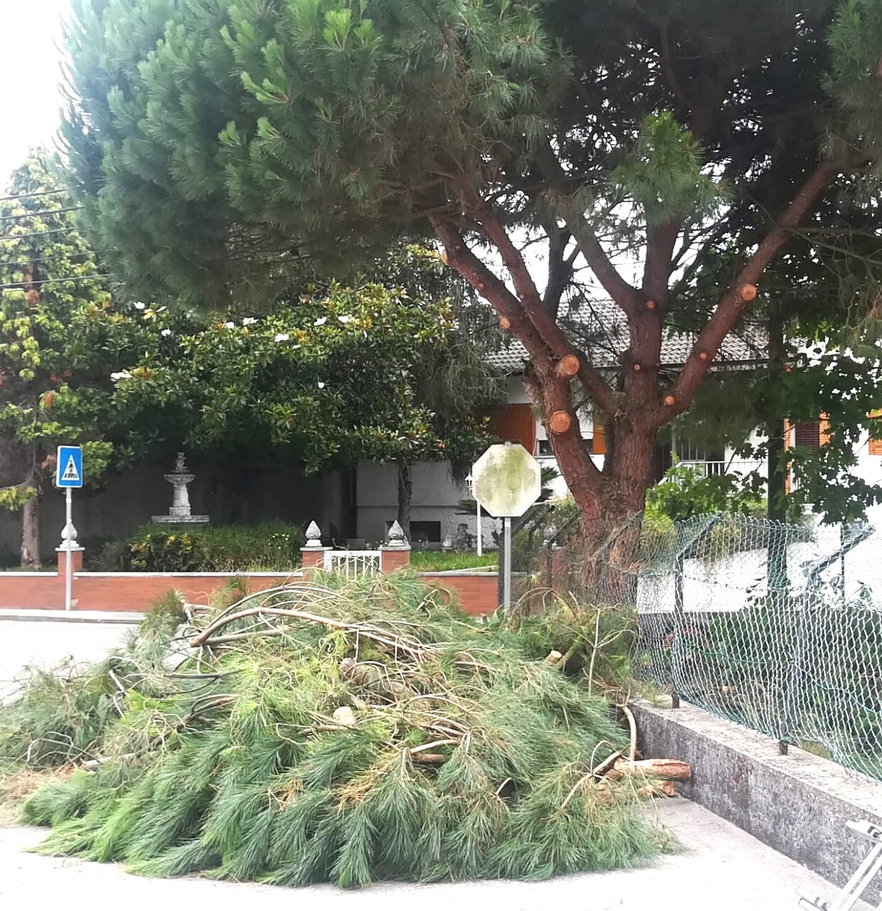 Fotografia de &aacute;rvores cortadas