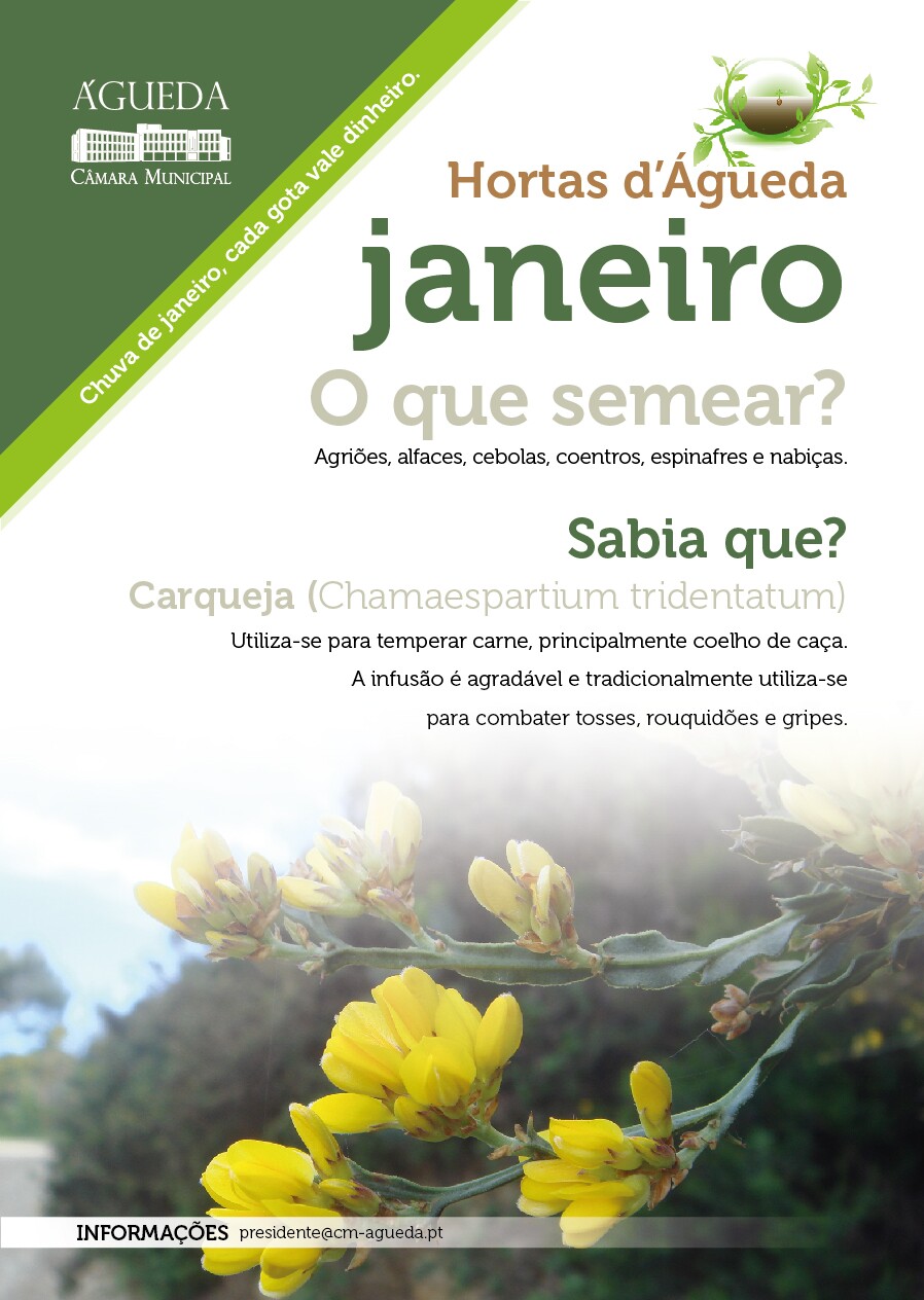 O que plantar em janeiro